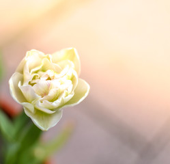 Spring or summer seasonal tulips, blooming outdoors