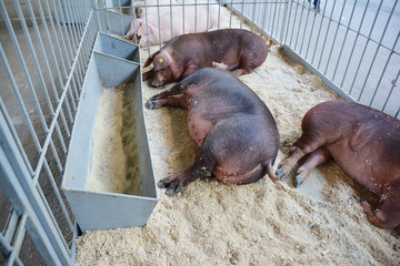 Pigs on countryside farm.  Pigs farming concept.