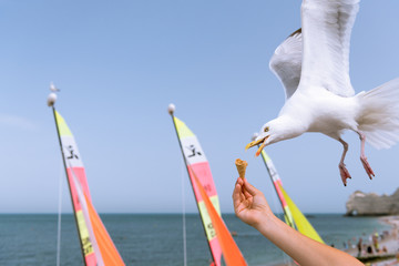 A european herring gull stealing an ice cream cone from a hand in flight