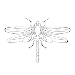 isolated, dragonfly sketch