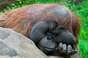 Bornean orangutan male on the stone. Latin name - Pongo pygmaeus abelii