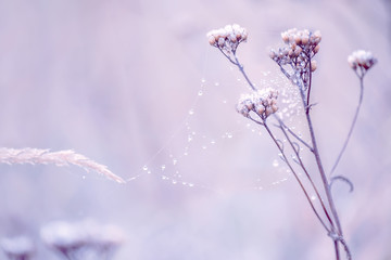 Delicate flower in cobwebs covered with white frost. . Soft selective focus.
