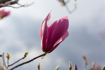 Blooming magnolia flower