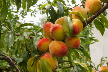 Ripe peaches on a branch. Close-up