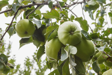 Apples on the branch. 