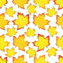 Leaves of a maple. Seamless drawing of autumn leaves of trees