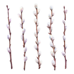 Watercolor set of pussy willow branches. Hand drawn illustration. - 244028148