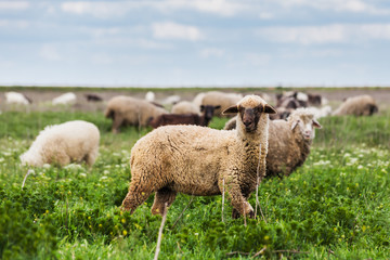 Obraz na płótnie Canvas A flock of sheep grazing in the meadow