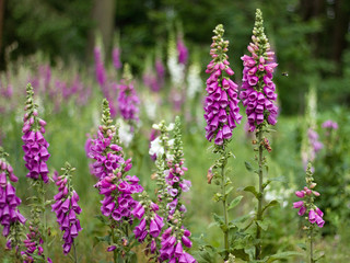 digitalis blooming in the woods