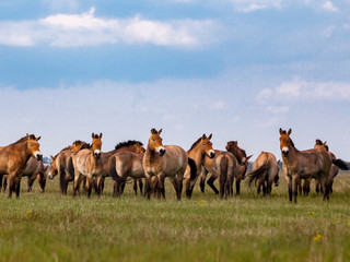 Naklejka na ściany i meble Przewalski's horses in the prairie