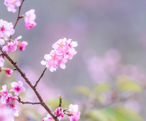 Fototapeta premium Beautiful cherry blossoms sakura tree bloom in spring over the blue sky, copy space, close up.