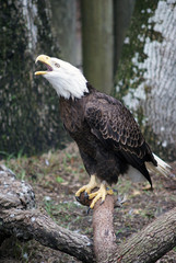 bald eagle