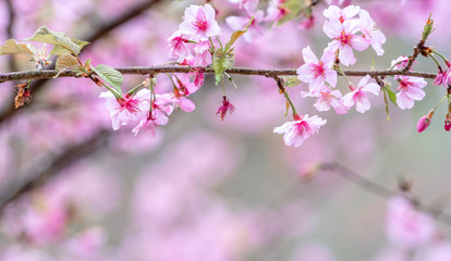 Beautiful cherry blossoms sakura tree bloom in spring over the blue sky, copy space, close up.