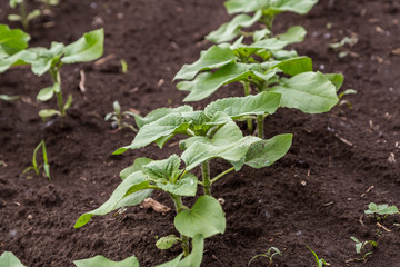 A close-up of a sprout of sunflower sprouts lit by the afternoon sun on fertile black soil. Concept agro culture.