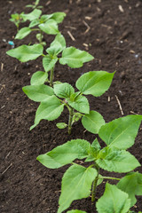 A close-up of a sprout of sunflower sprouts lit by the afternoon sun on fertile black soil. Concept agro culture.