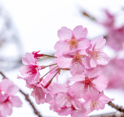 Beautiful cherry blossoms sakura tree bloom in spring over the blue sky, copy space, close up.