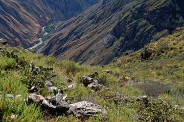 Kanion Colca w Andach peruwiańskich