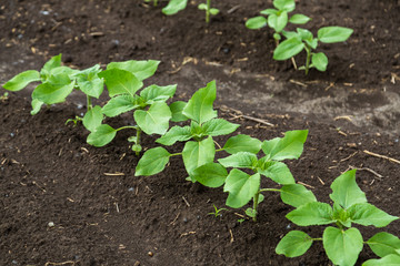 A close-up of a sprout of sunflower sprouts lit by the afternoon sun on fertile black soil. Concept agro culture.