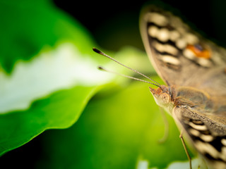 Butterfly Perched on The White Green Leaf
