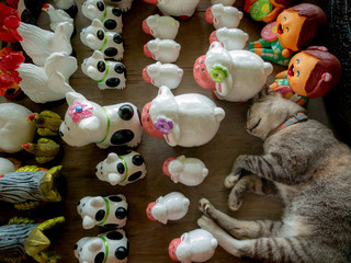 Tabby Cat Sleeping in The Pet Dolls