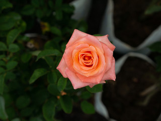 Dew Drops on The Pink Yellow Rose Flower