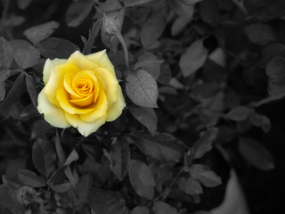 Dew Drops on The Yellow Rose Flower