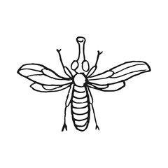fly vector doodle sketch isolated on white background