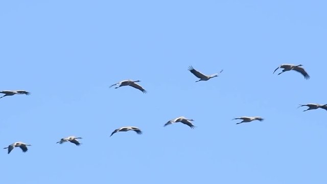 Common Cranes or Eurasian Cranes (Grus Grus) flying in mid air  during migration. Slow motion clip.