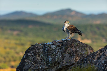 Bonelli's eagle - Aguila Azor Perdicera o Aguila Perdicera (Aquila fasciata), Sierra de San Pedro, Cáceres, Extremadura, Spain, Europe