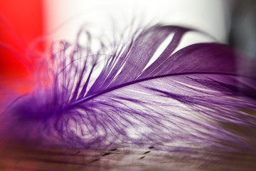 Purple chicken feather in soft and blur style for background