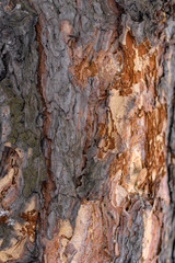 bark of a tree