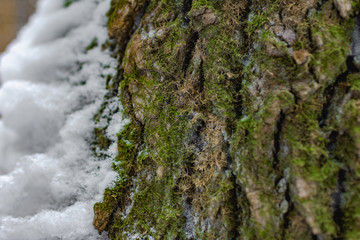 moss on tree