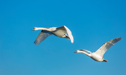 white swans flying 