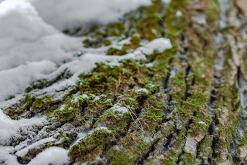 moss on tree