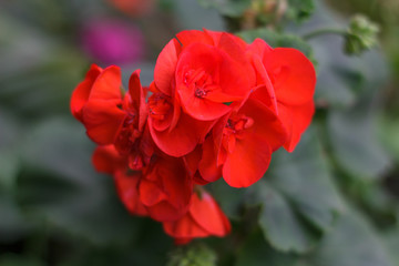 red flower in garden