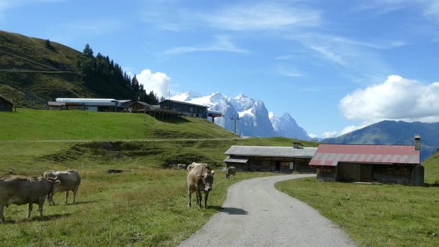 Schweizer Alpen - M&auml;gisalp - Totale mit Almwirtschaft und K&uuml;hen im Vordergrund, Seilbahn und Teil Hochgebirge im Hintergrund.