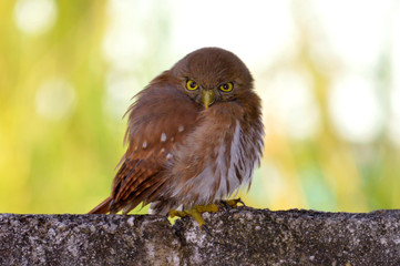Trinidad Screech Baby Owl 