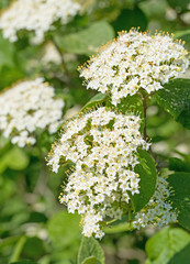 Blühender Wolliger Schneeball, Viburnum lantana