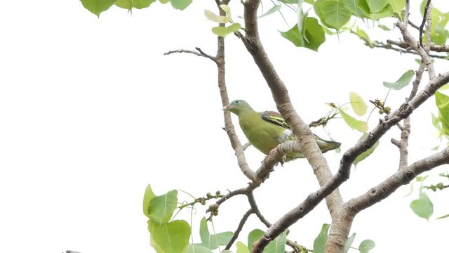 Thick-billed Green Pigeon (Treron curvirostra) on branch in tropical rain forest.