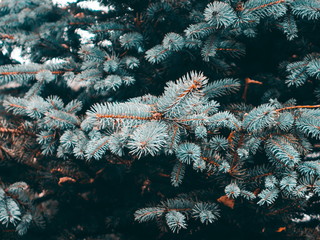 Closeup of the beautiful pine tree
