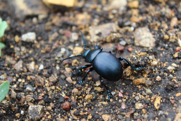 beetle on sand