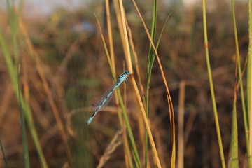 grass with dew