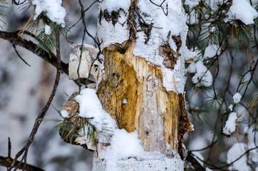 Woodpecker damaged birch