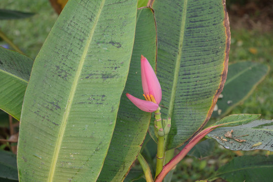 Banana blossom in the garden and leaf spot is caused by fungus.  ( Flowering banana or Musa ornata Roxb.)