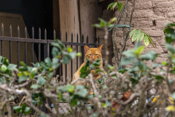 cat in the garden