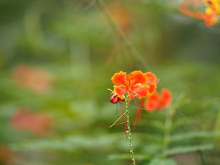 Orange Flower Delonix regia Flam boyant The Flame Tree Royal Poinciana