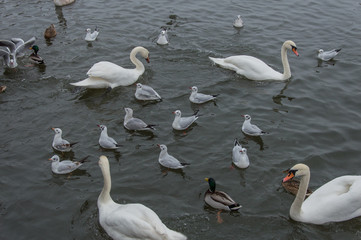 A flock of swans and gulls swim in the lake on a winter day