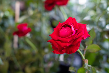 Red rose the symbol of love and valentine