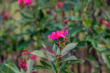 Pink Jatropha integerrima flower in the garden.Commonly known as peregrina or spicy jatropha.Beautiful pink flower in nature background.