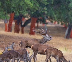 Berrea - Deer rut, Rutting period, CIERVO COMUN - RED DEER (Cervus elaphus), Cork oak forest,...